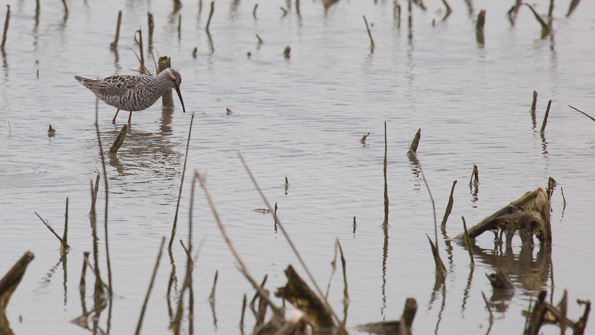 Stilt Sandpiper - ML609986392