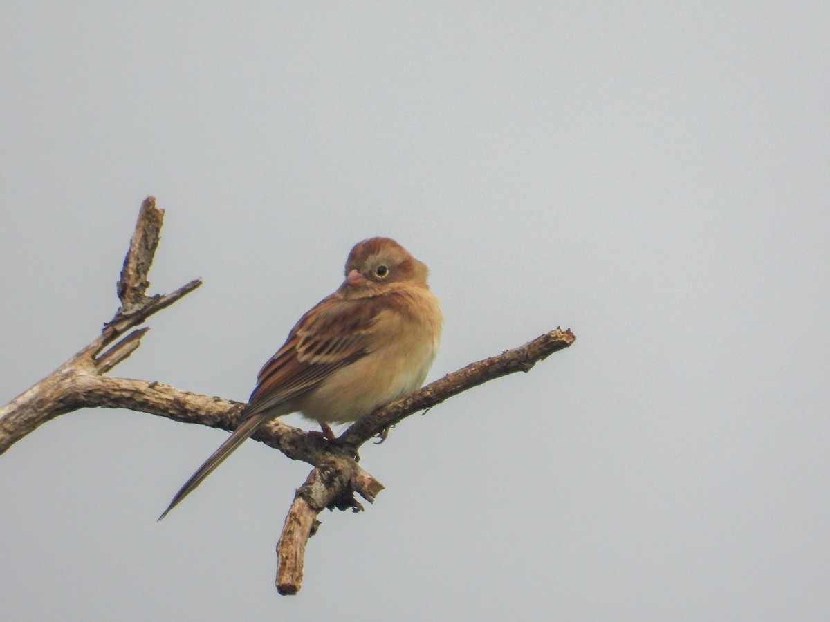 Field Sparrow - ML609986430