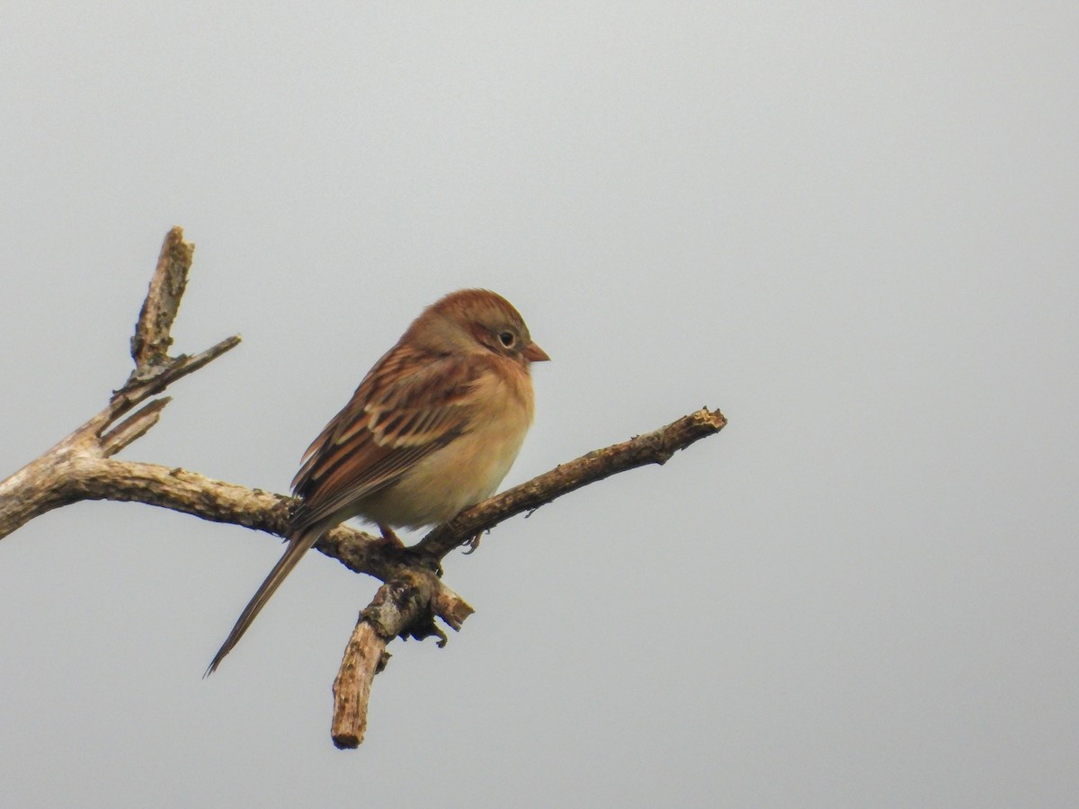 Field Sparrow - ML609986431