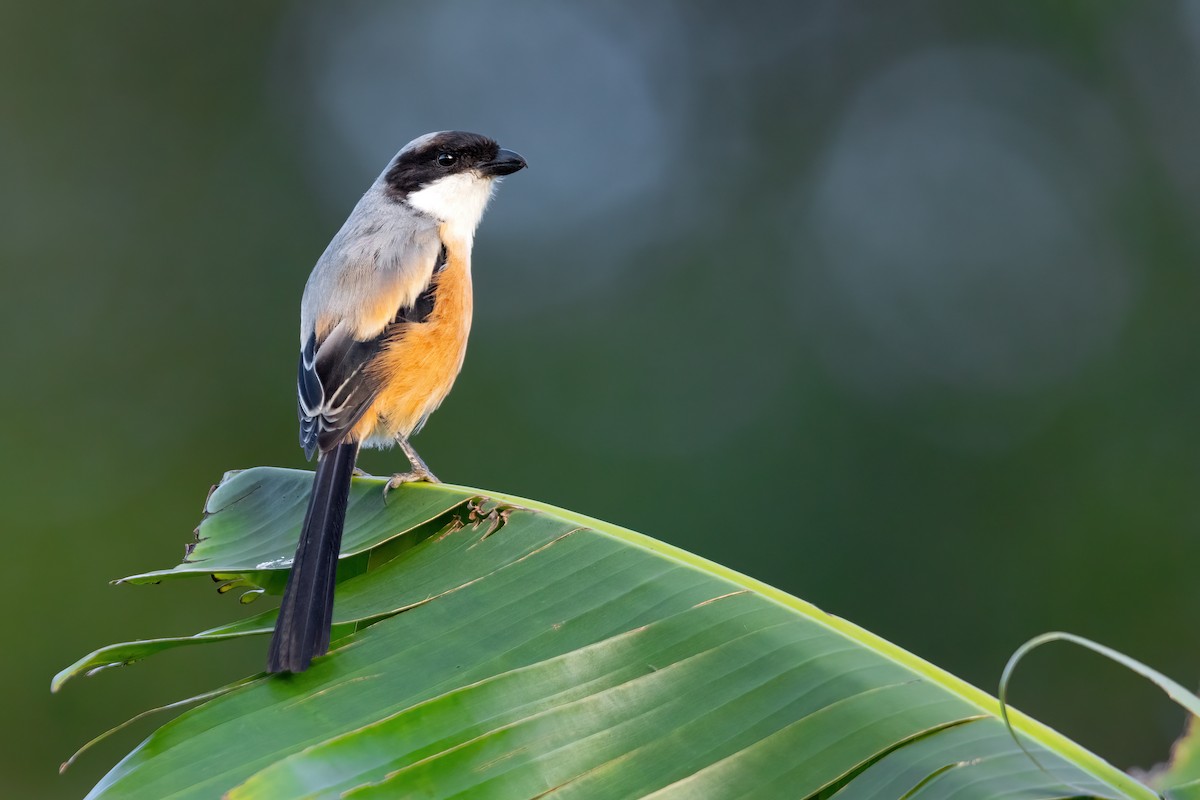 Long-tailed Shrike (bentet) - JJ Harrison