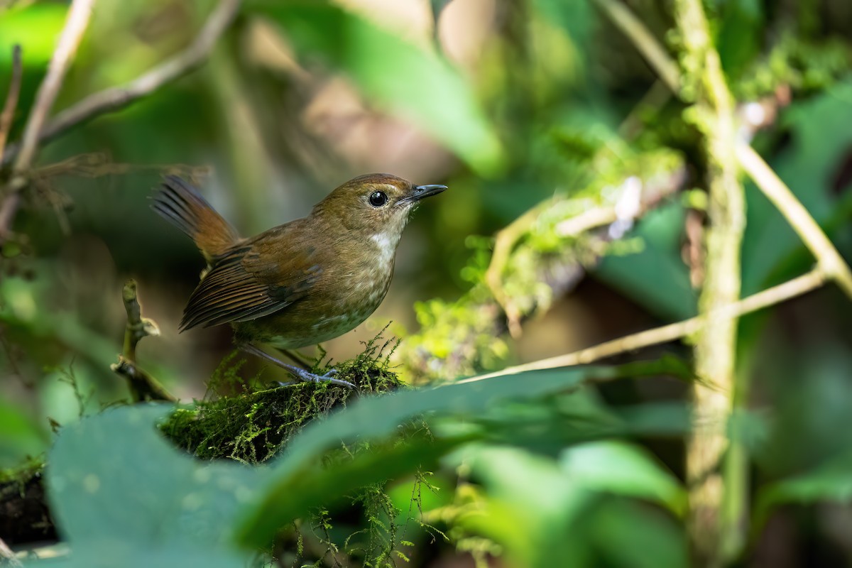 Snowy-browed Flycatcher - JJ Harrison