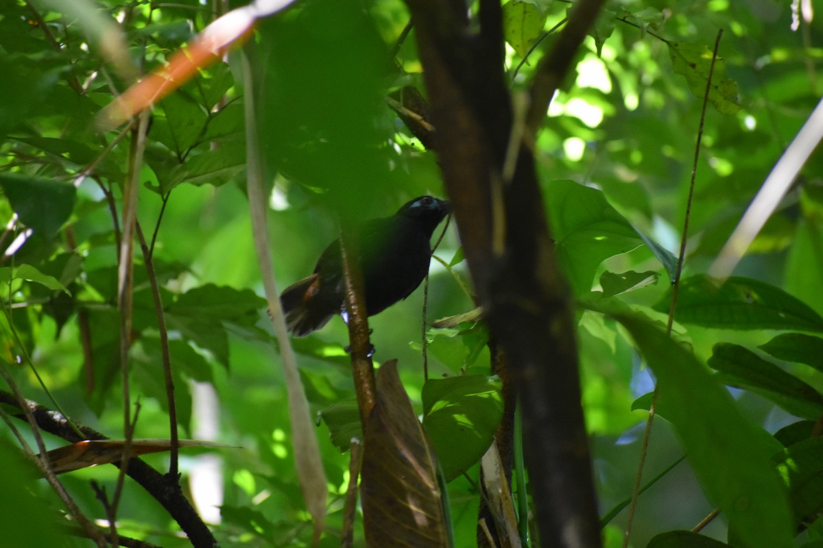 Chestnut-backed Antbird - ML609986498