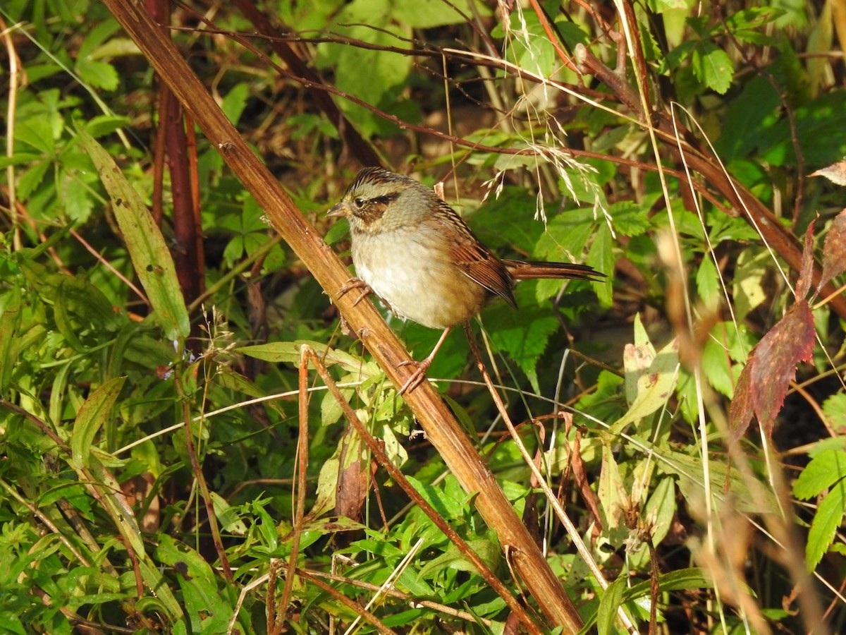 Swamp Sparrow - ML609986531