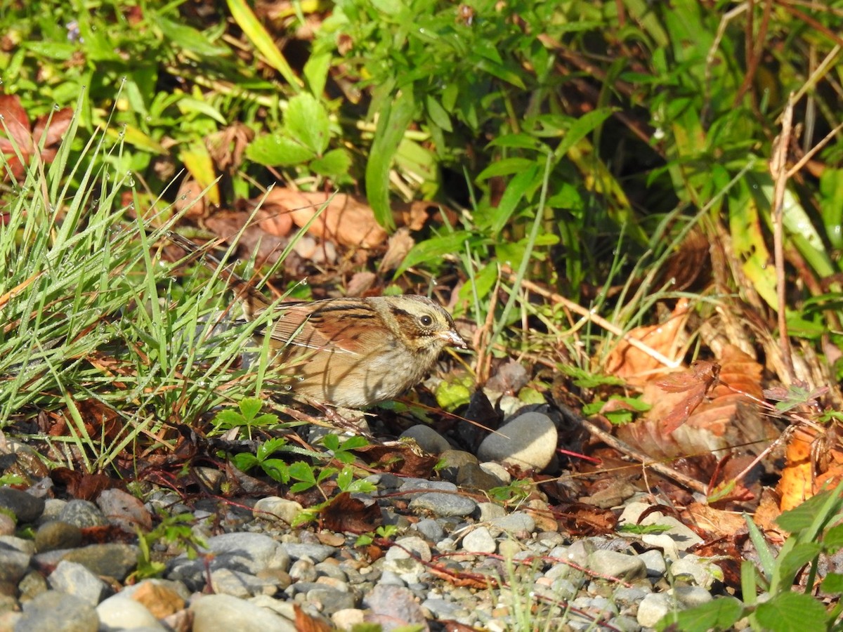 Swamp Sparrow - ML609986537