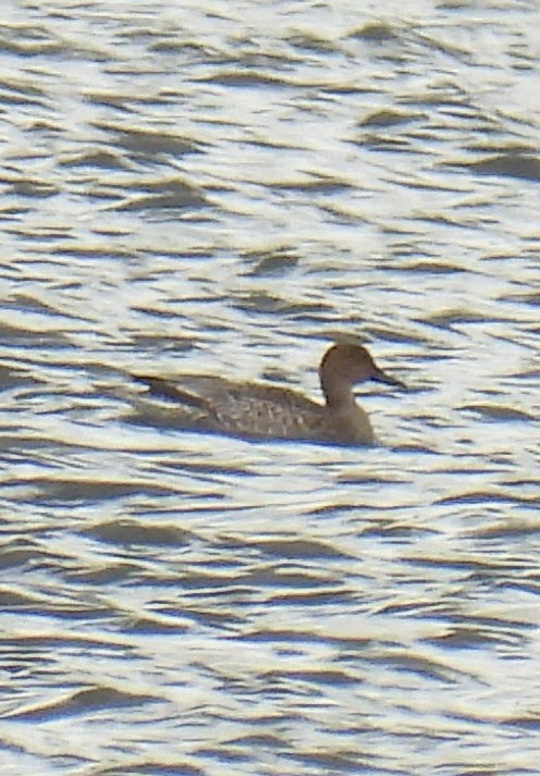 Northern Pintail - ML609986555