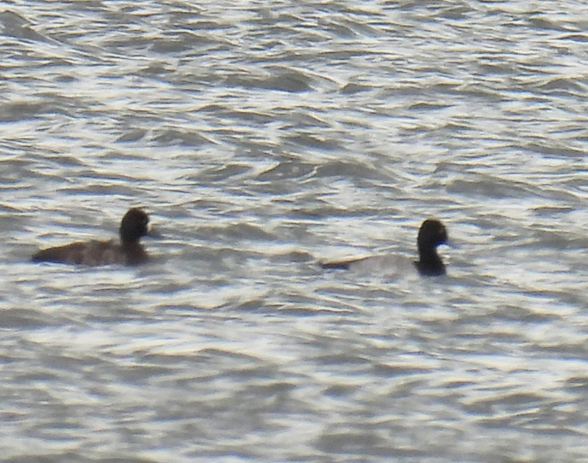 Lesser Scaup - ML609986568