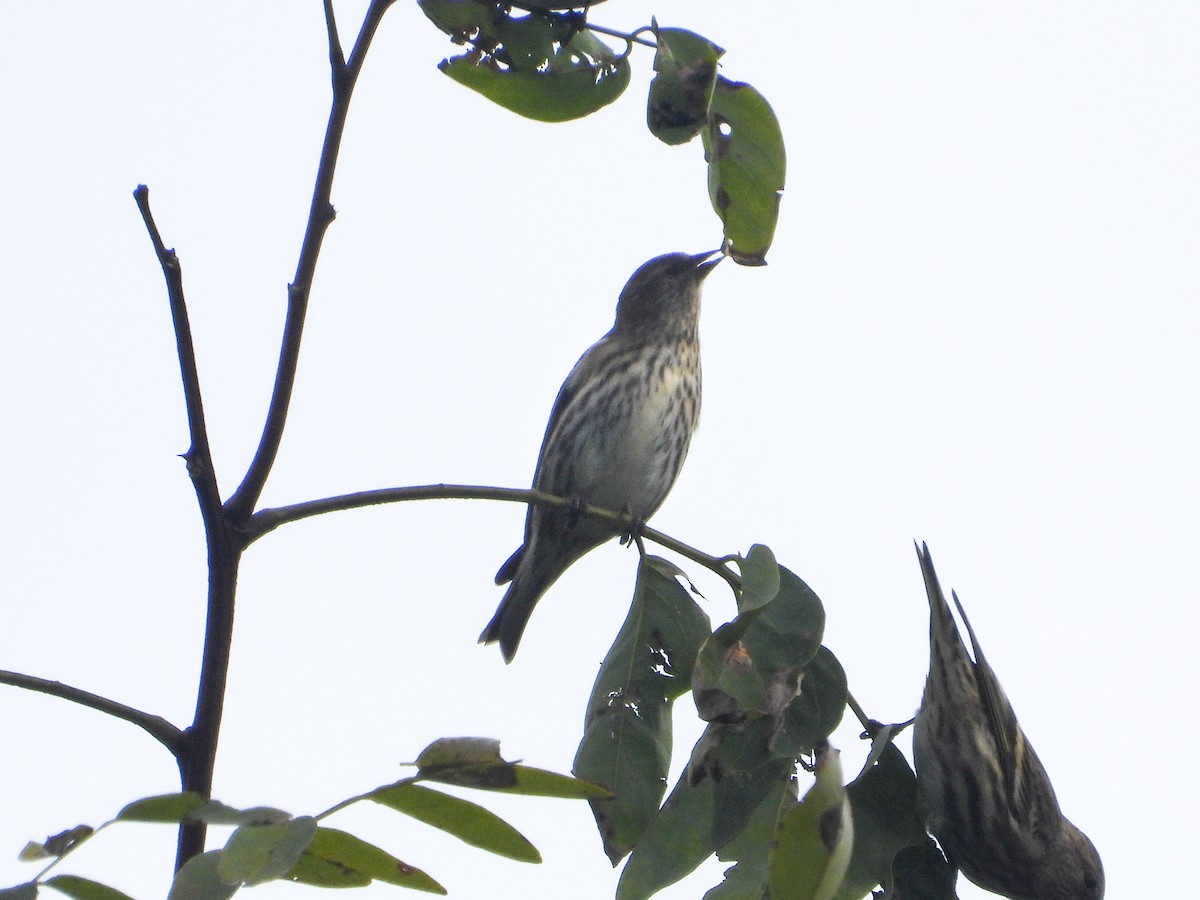 Pine Siskin - ML609986641