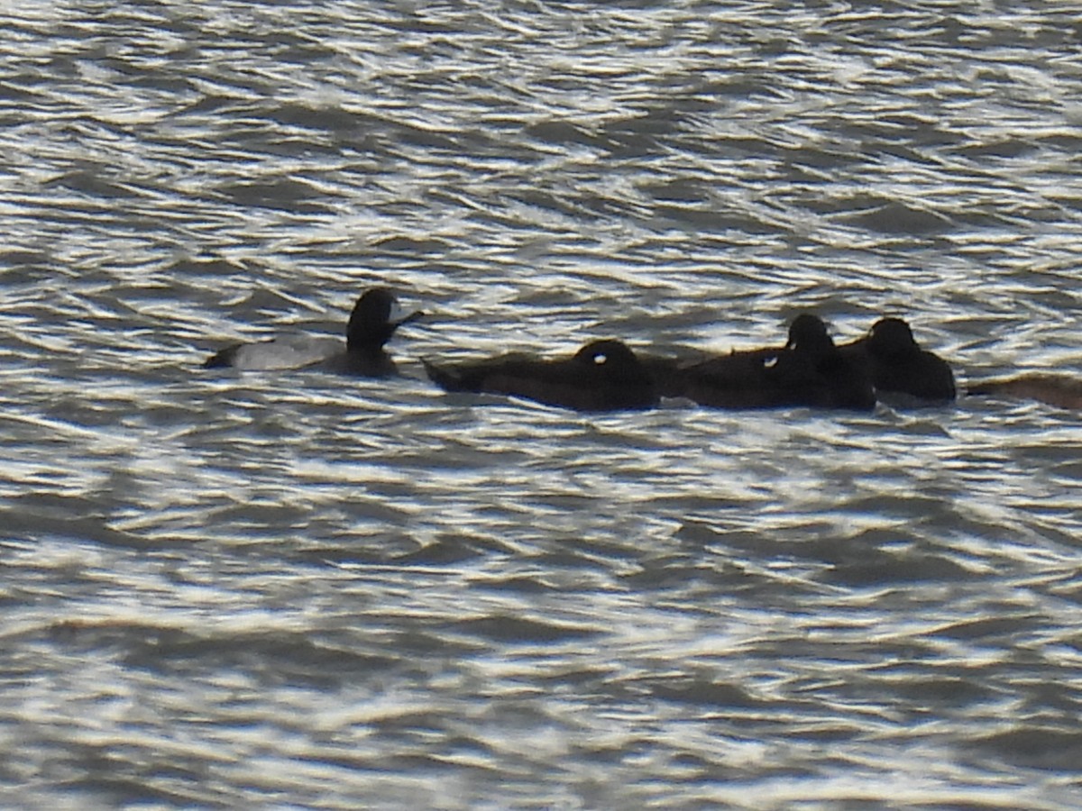 Lesser Scaup - ML609986645