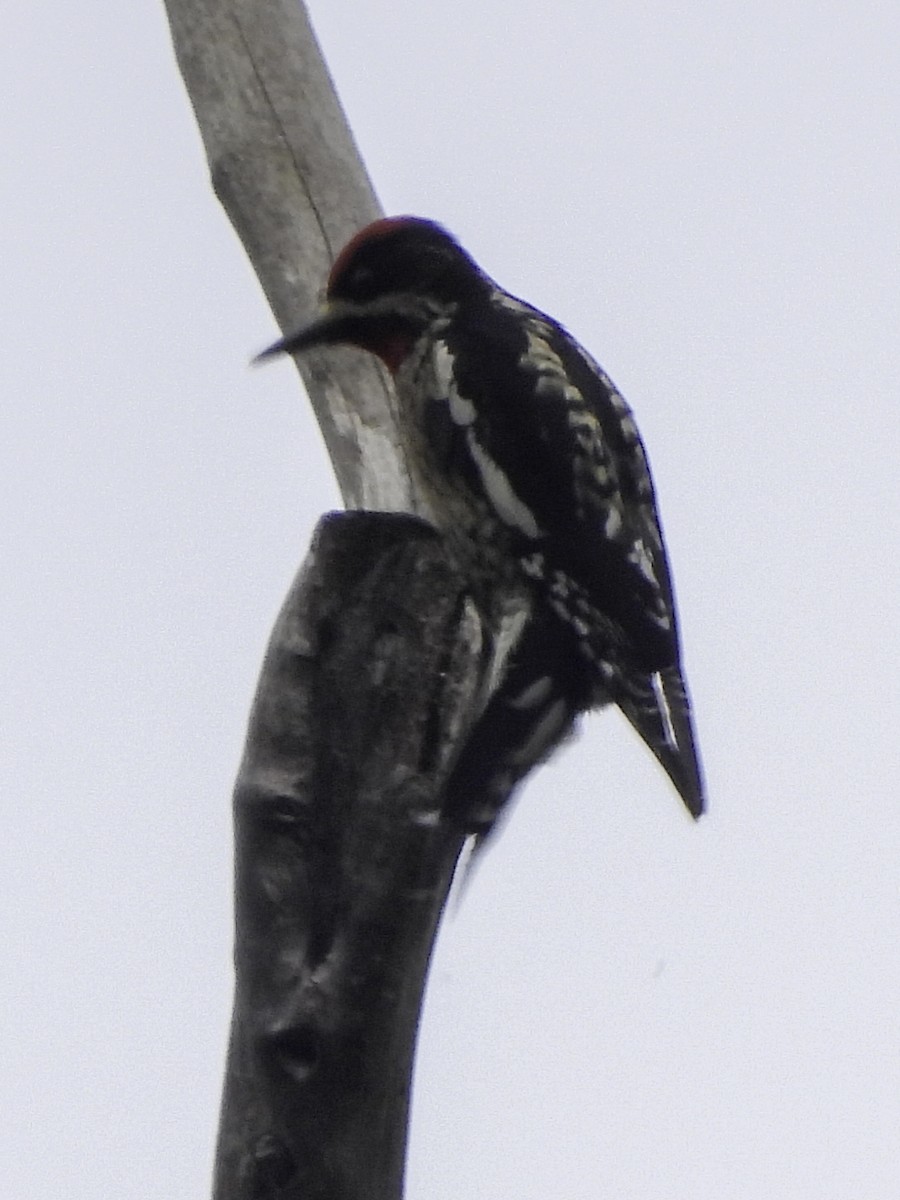 sapsucker sp. - ML609986655