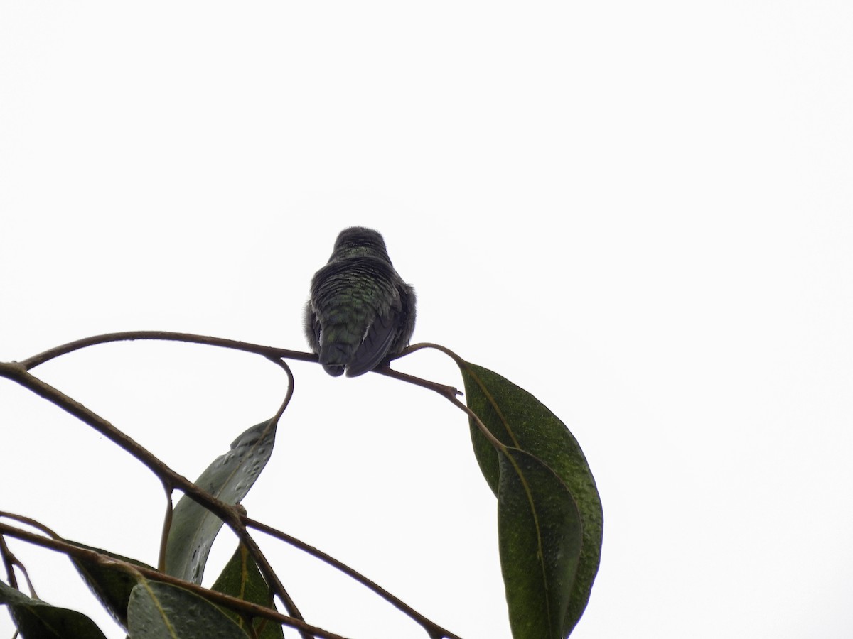 Anna's Hummingbird - ML609986694