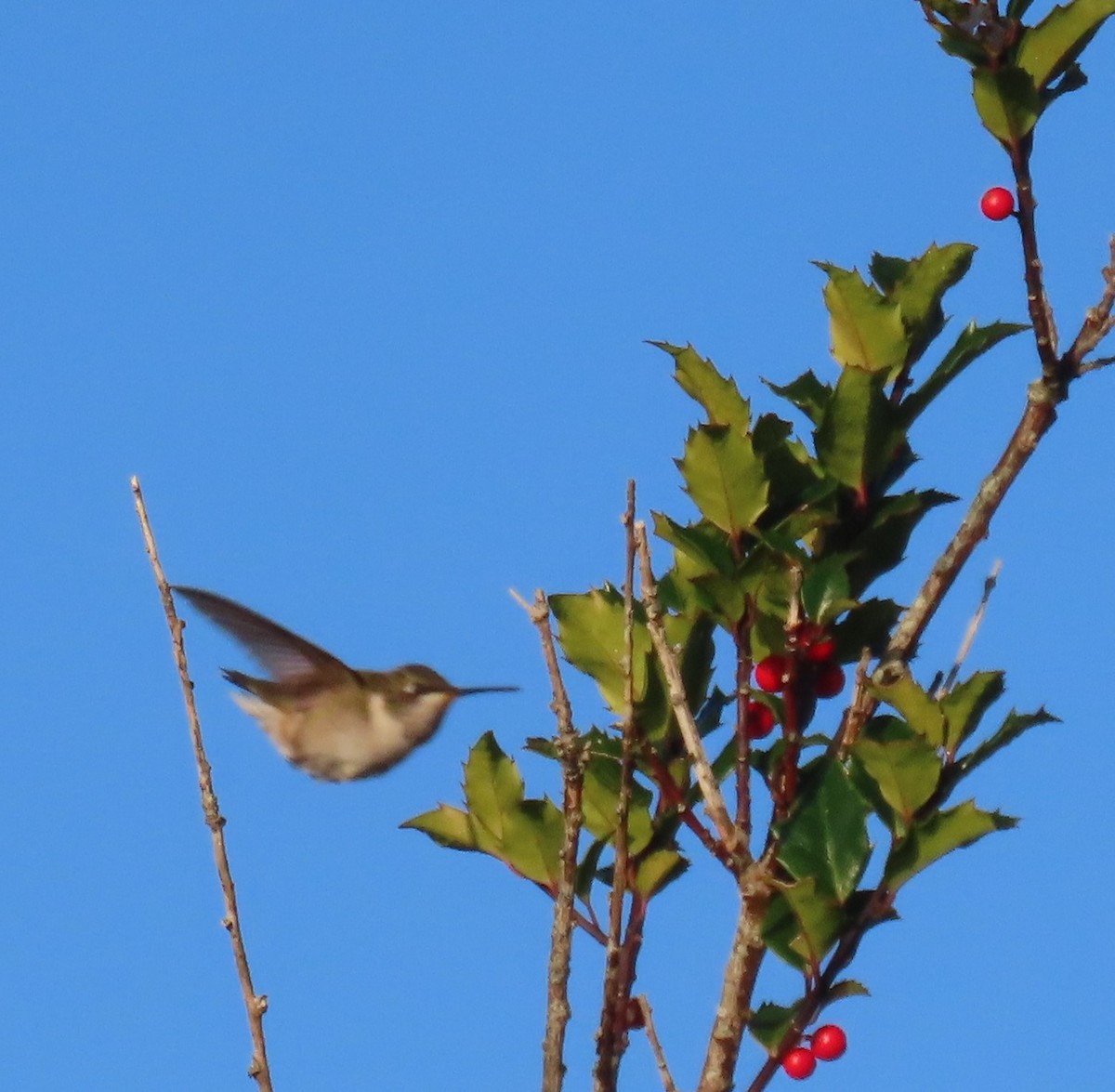 Ruby-throated Hummingbird - Mary Kennedy