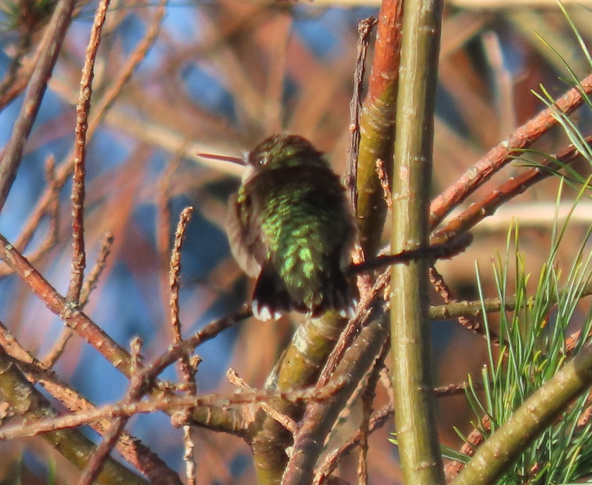 Ruby-throated Hummingbird - Mary Kennedy