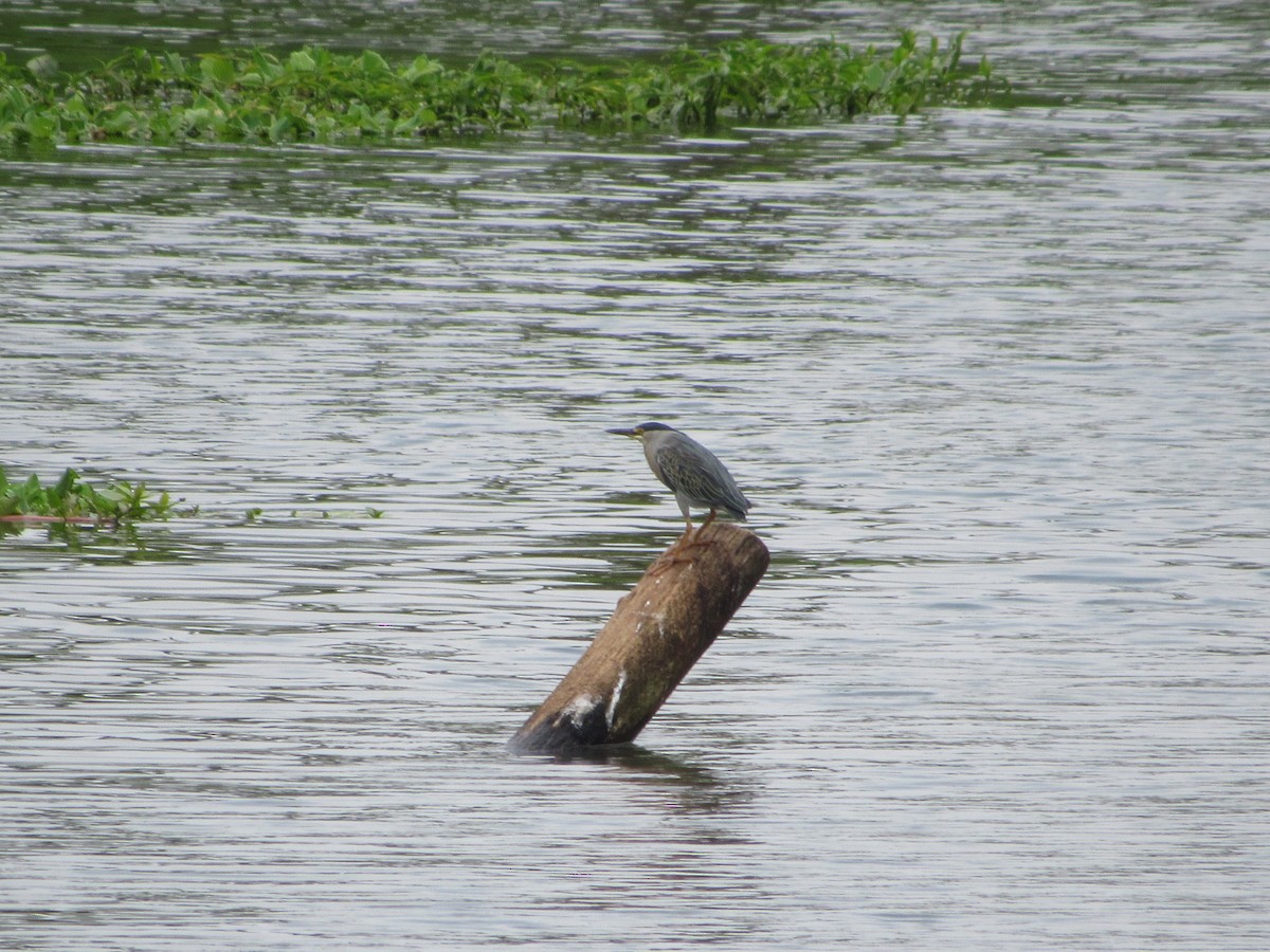 Striated Heron - ML609986753