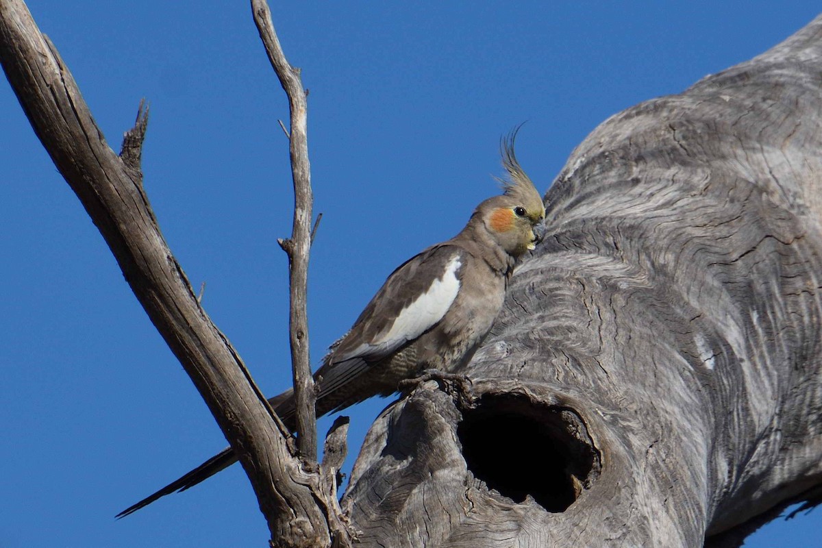 Cockatiel - ML609986757