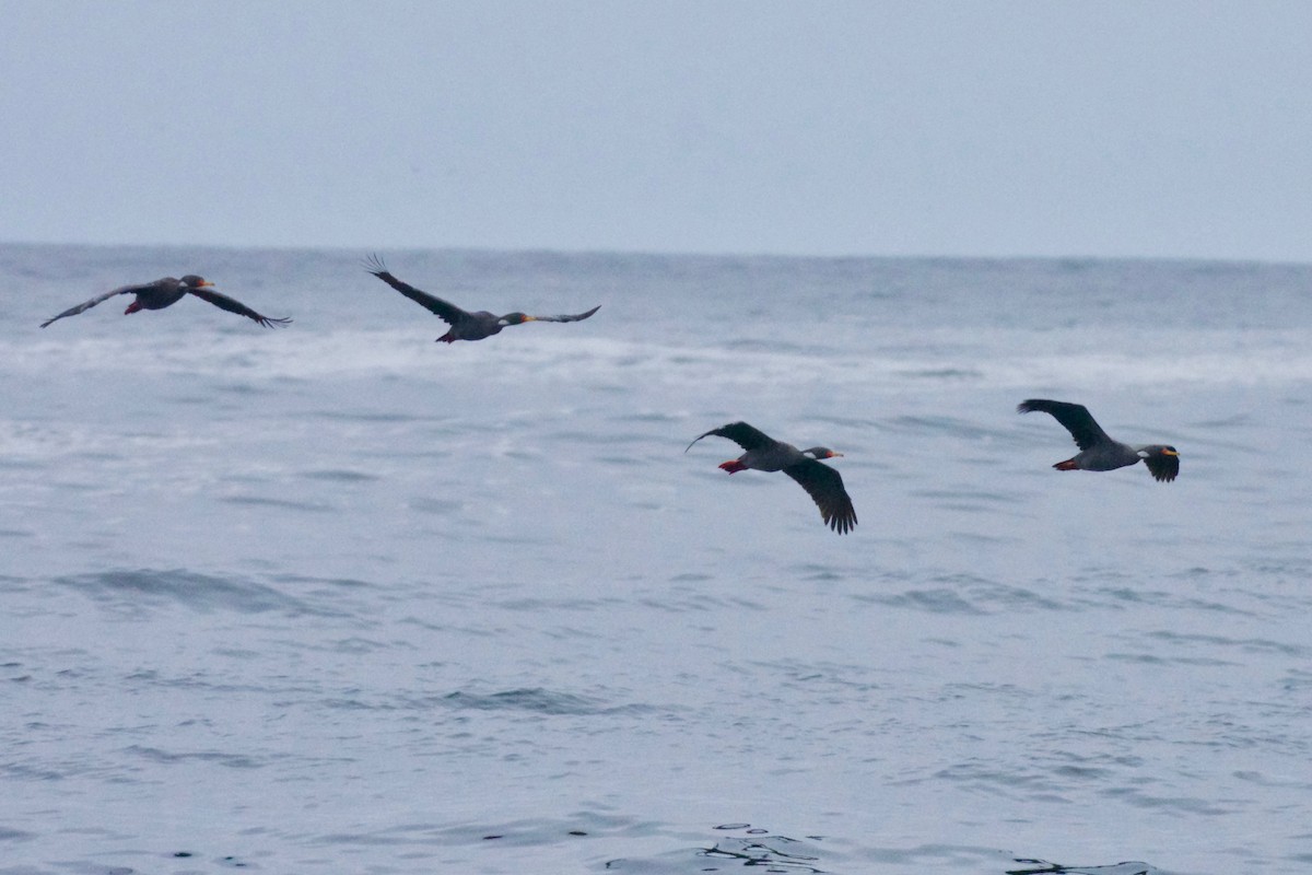 Red-legged Cormorant - ML609986839