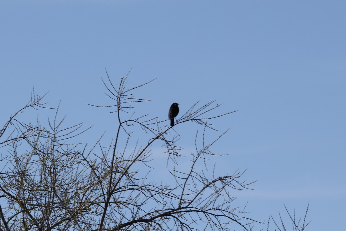 Spectacled Tyrant - Pajareritos argentinos