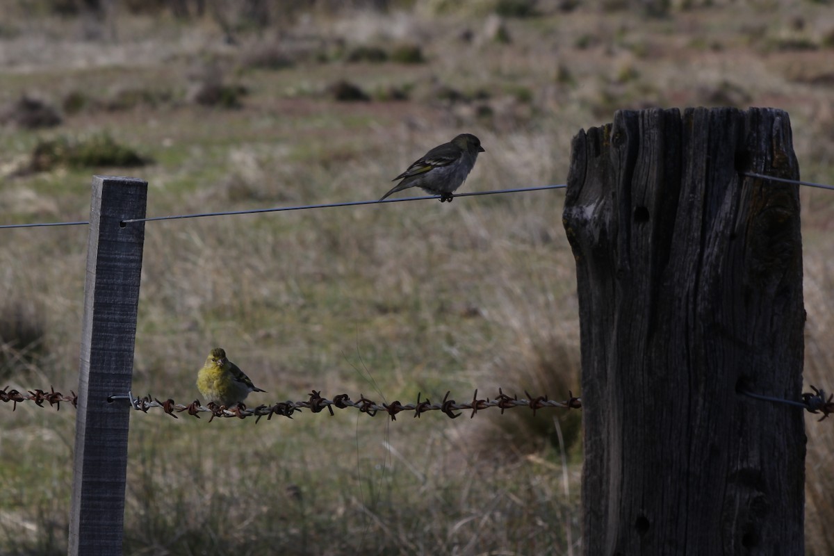 Black-chinned Siskin - Pajareritos argentinos