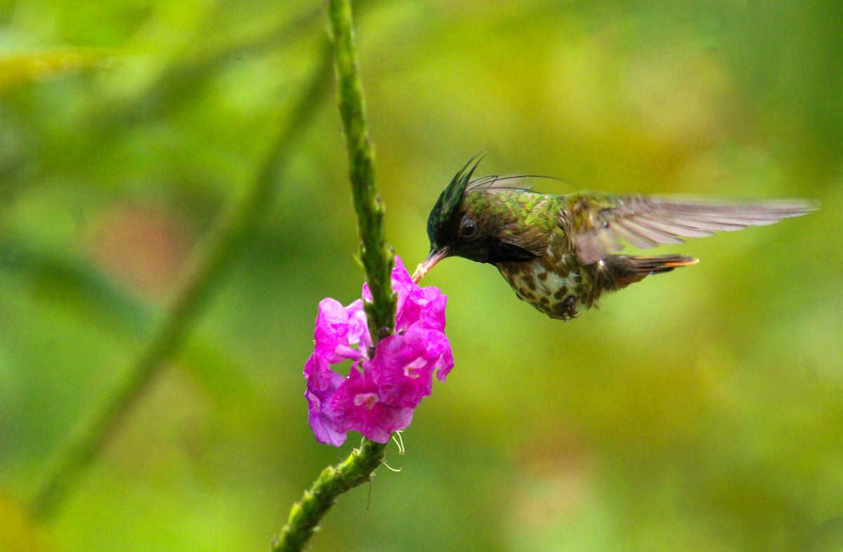 Black-crested Coquette - Mónica Thurman