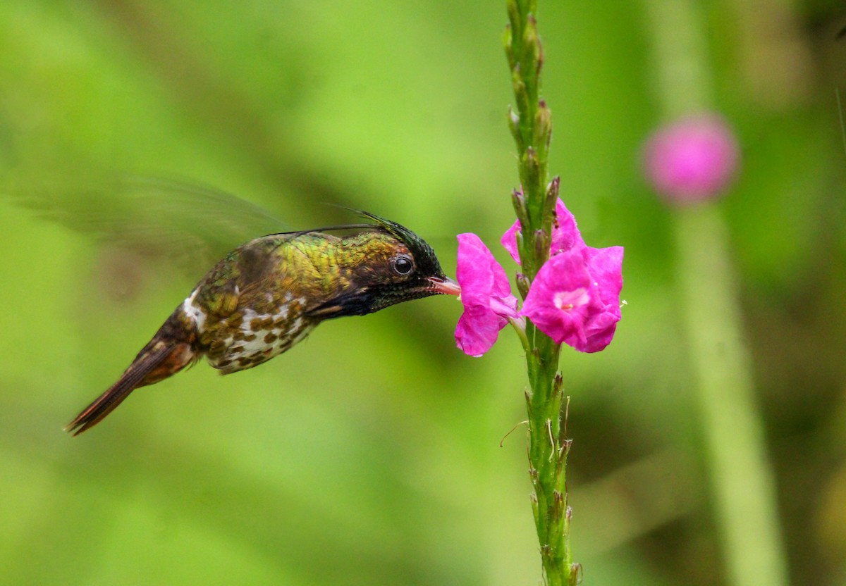 Black-crested Coquette - Mónica Thurman