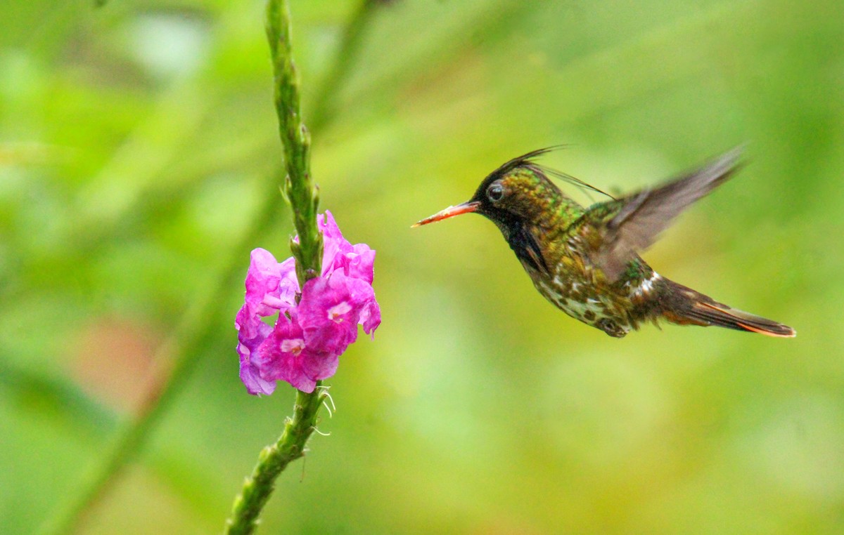 Black-crested Coquette - ML609986943