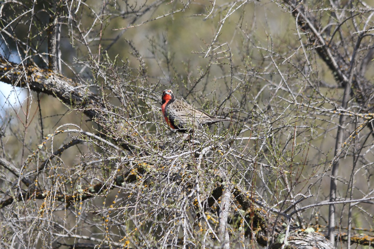 Long-tailed Meadowlark - Pajareritos argentinos