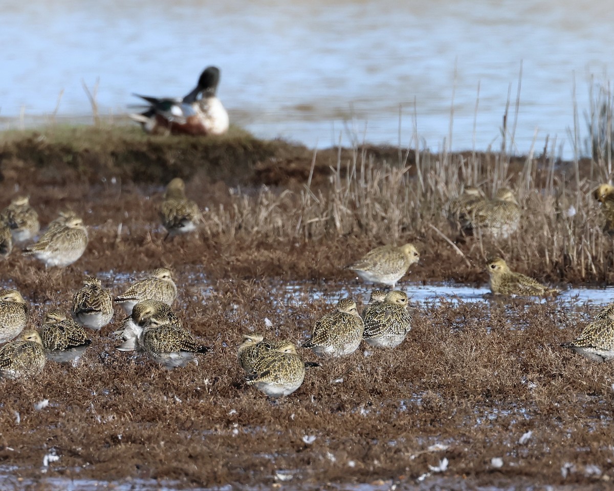 European Golden-Plover - ML609986948