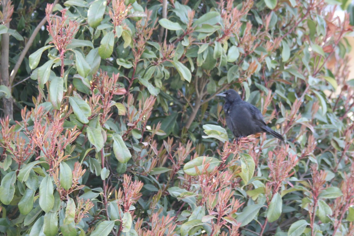 Austral Blackbird - Pajareritos argentinos