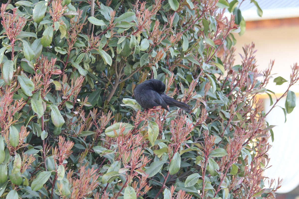 Austral Blackbird - Pajareritos argentinos