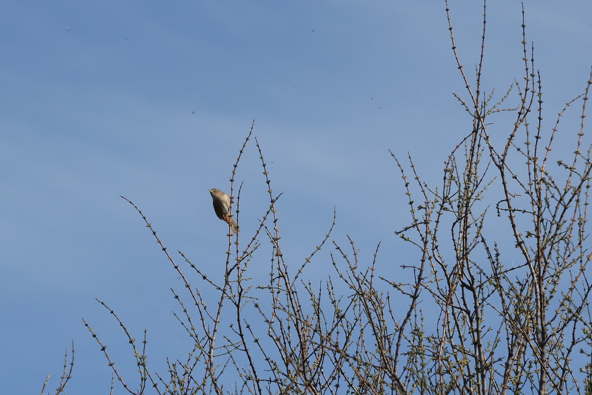 House Wren - Pajareritos argentinos