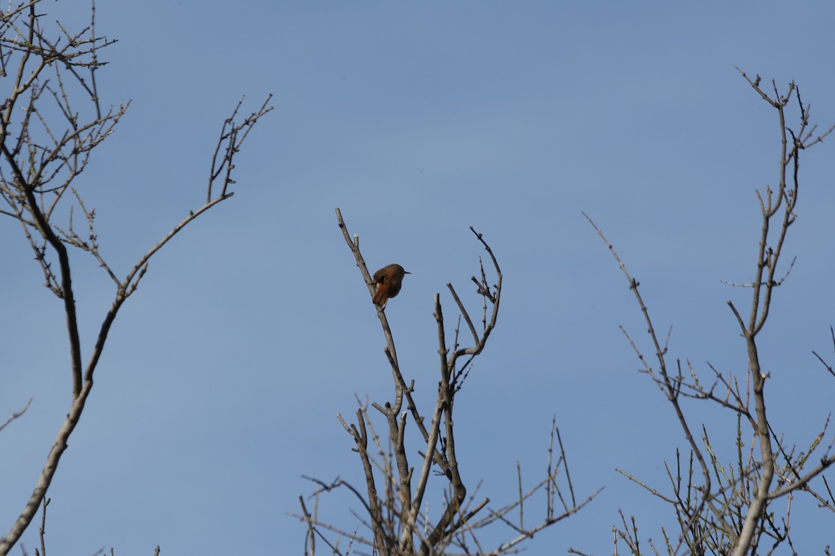 House Wren - Pajareritos argentinos