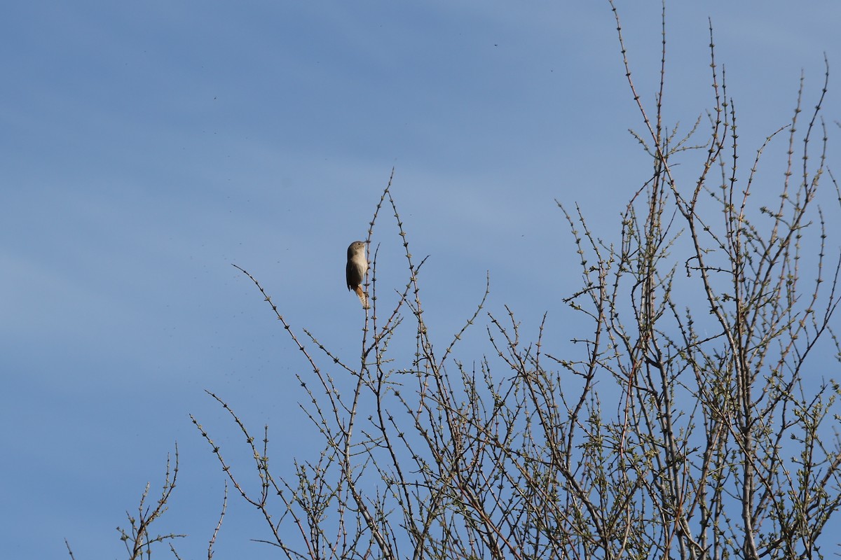 House Wren - ML609986986