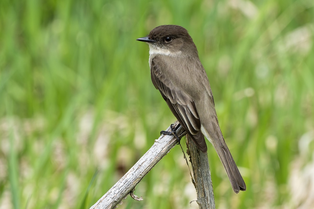 Eastern Phoebe - ML609986987