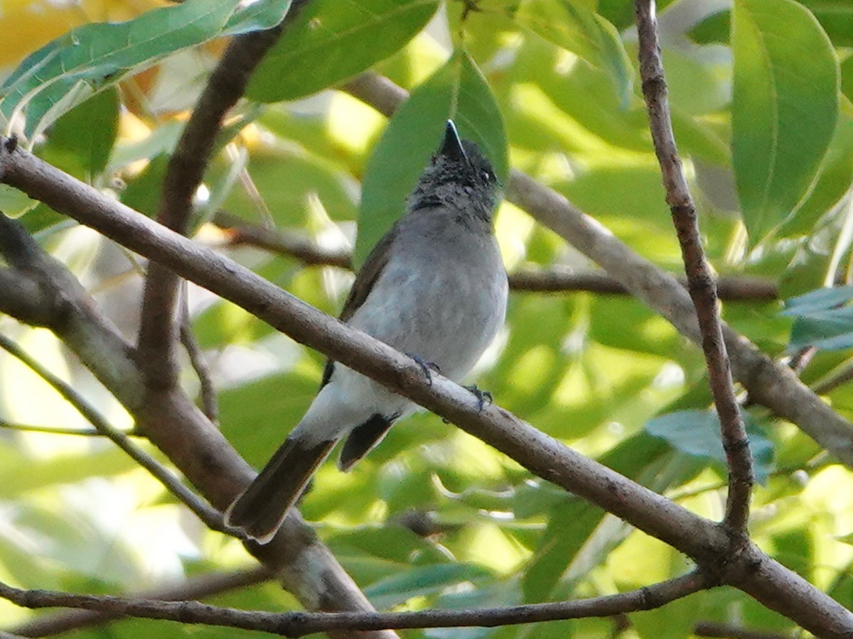 Sumba Jungle Flycatcher - ML609987033