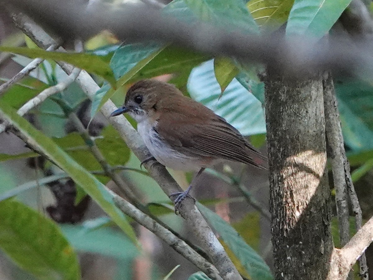 Sumba Flycatcher - Barry Reed