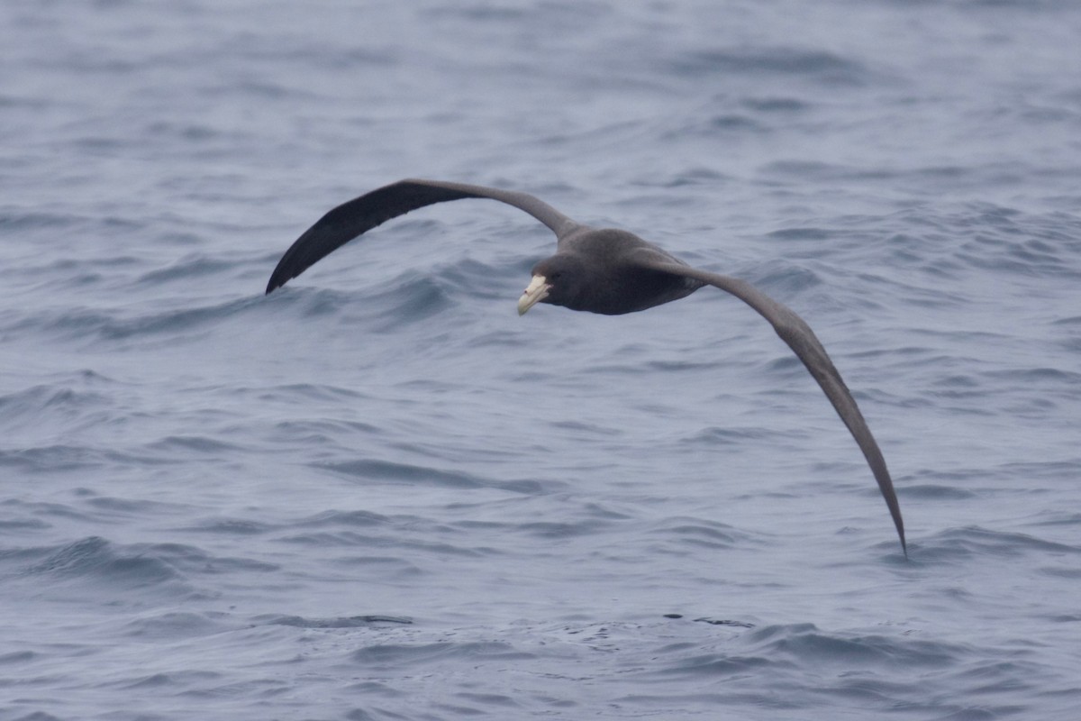 Southern Giant-Petrel - ML609987082