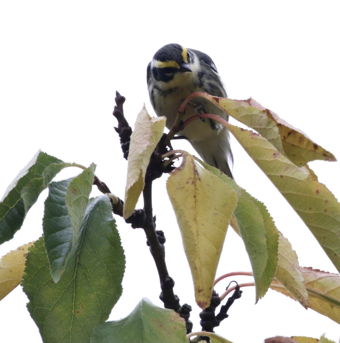 Black-throated Gray x Townsend's Warbler (hybrid) - A Kopitov