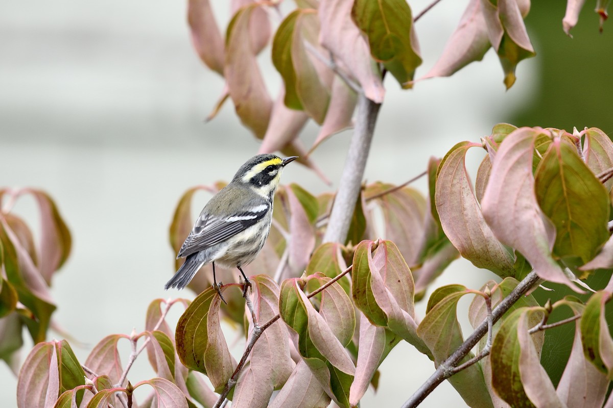 Black-throated Gray x Townsend's Warbler (hybrid) - A Kopitov