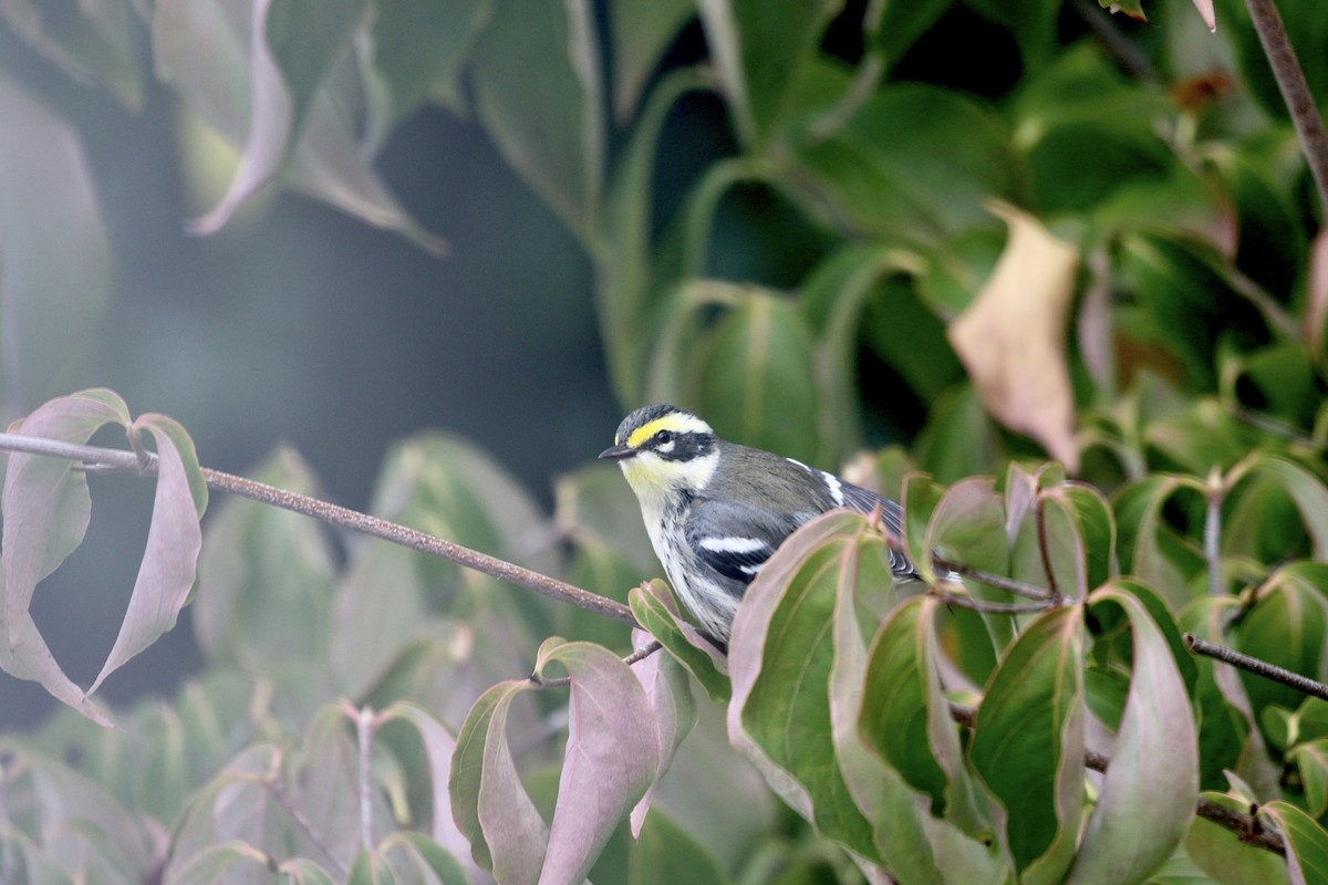 Black-throated Gray x Townsend's Warbler (hybrid) - ML609987091