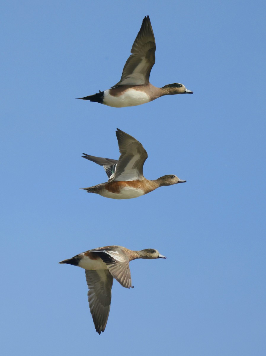 American Wigeon - ML609987136