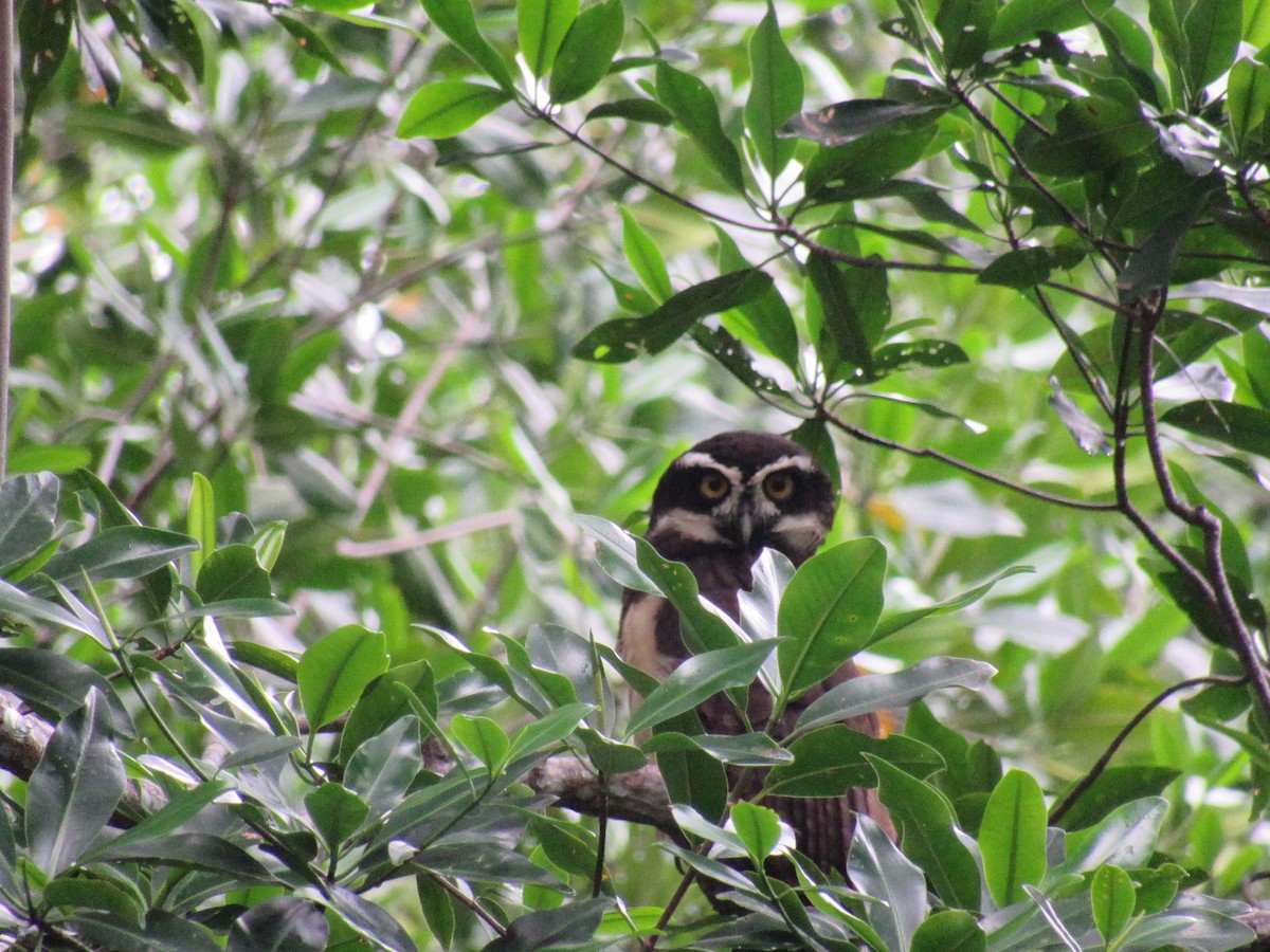 Spectacled Owl - ML609987161