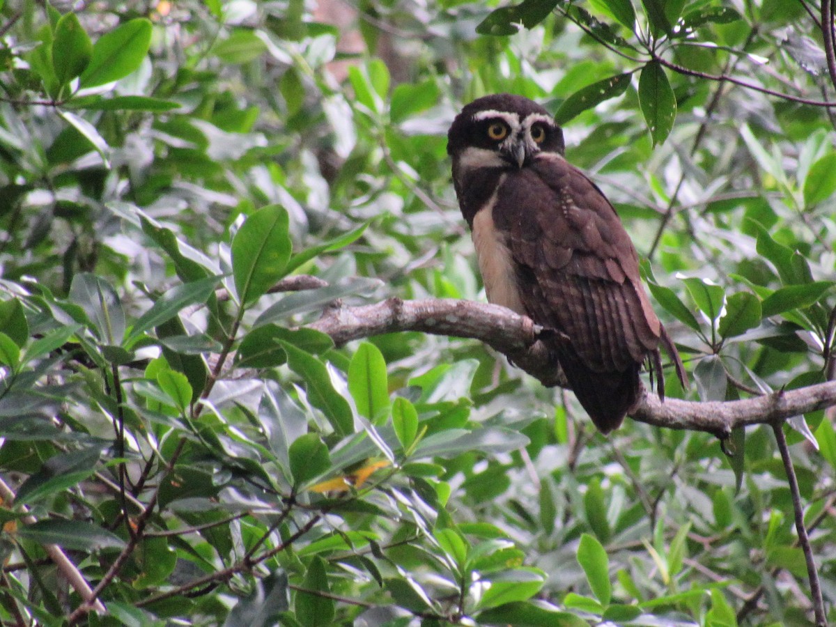 Spectacled Owl - ML609987162