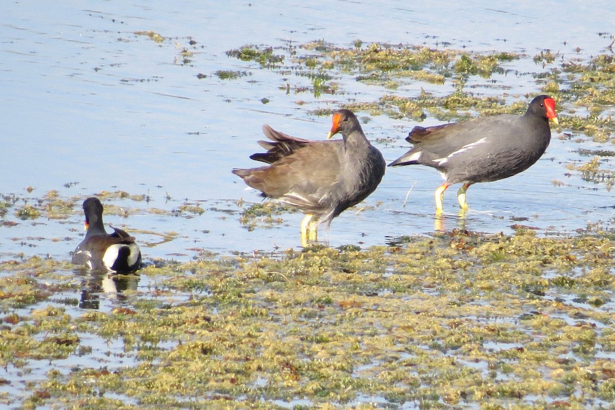 Common Gallinule - ML609987184