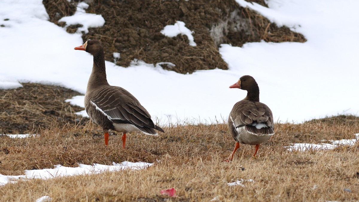 Greater White-fronted Goose - ML609987190