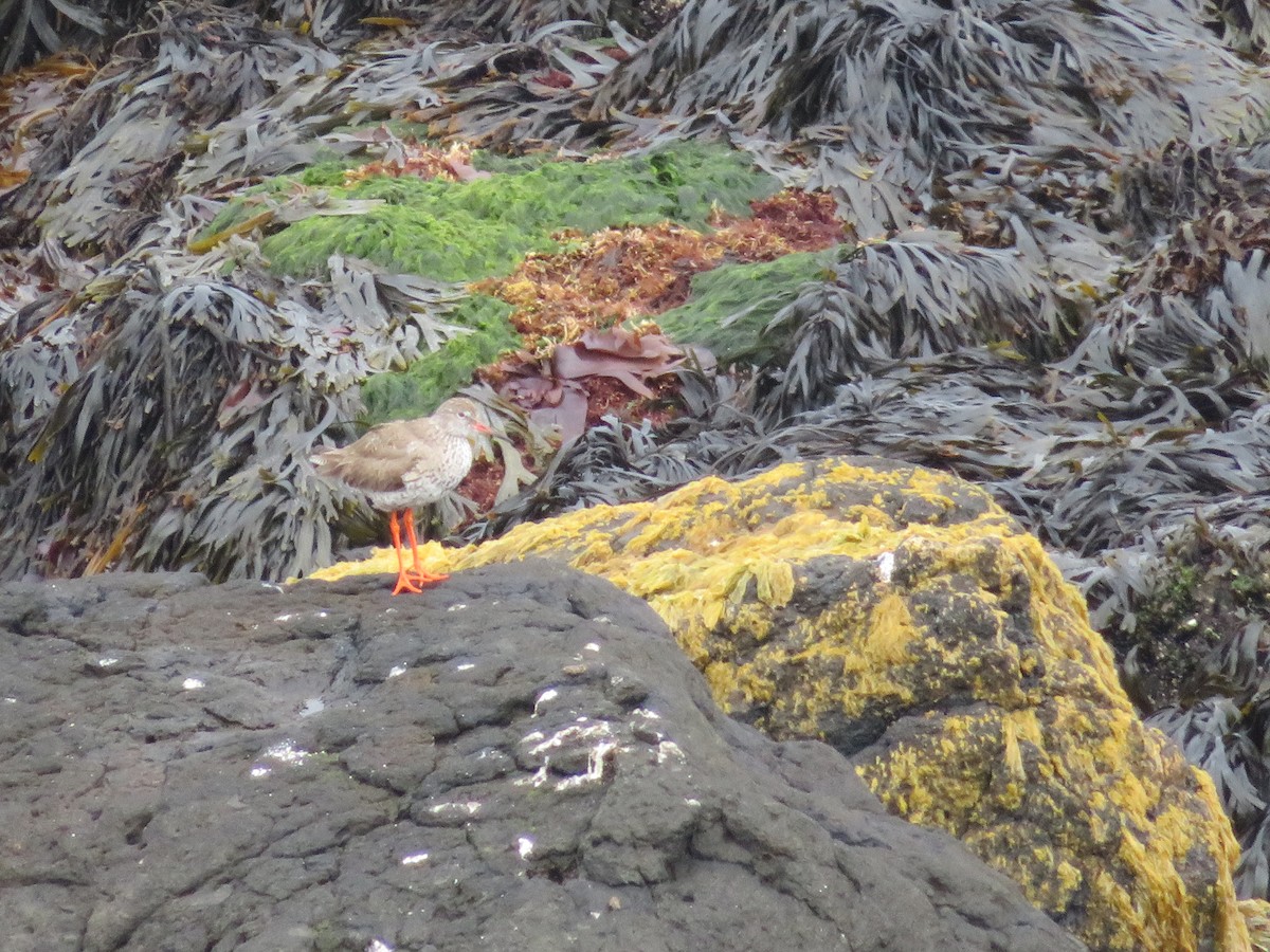 Common Redshank - ML609987297