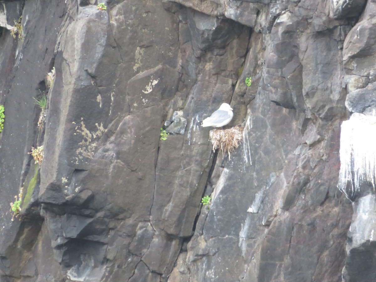 Black-legged Kittiwake - ML609987320