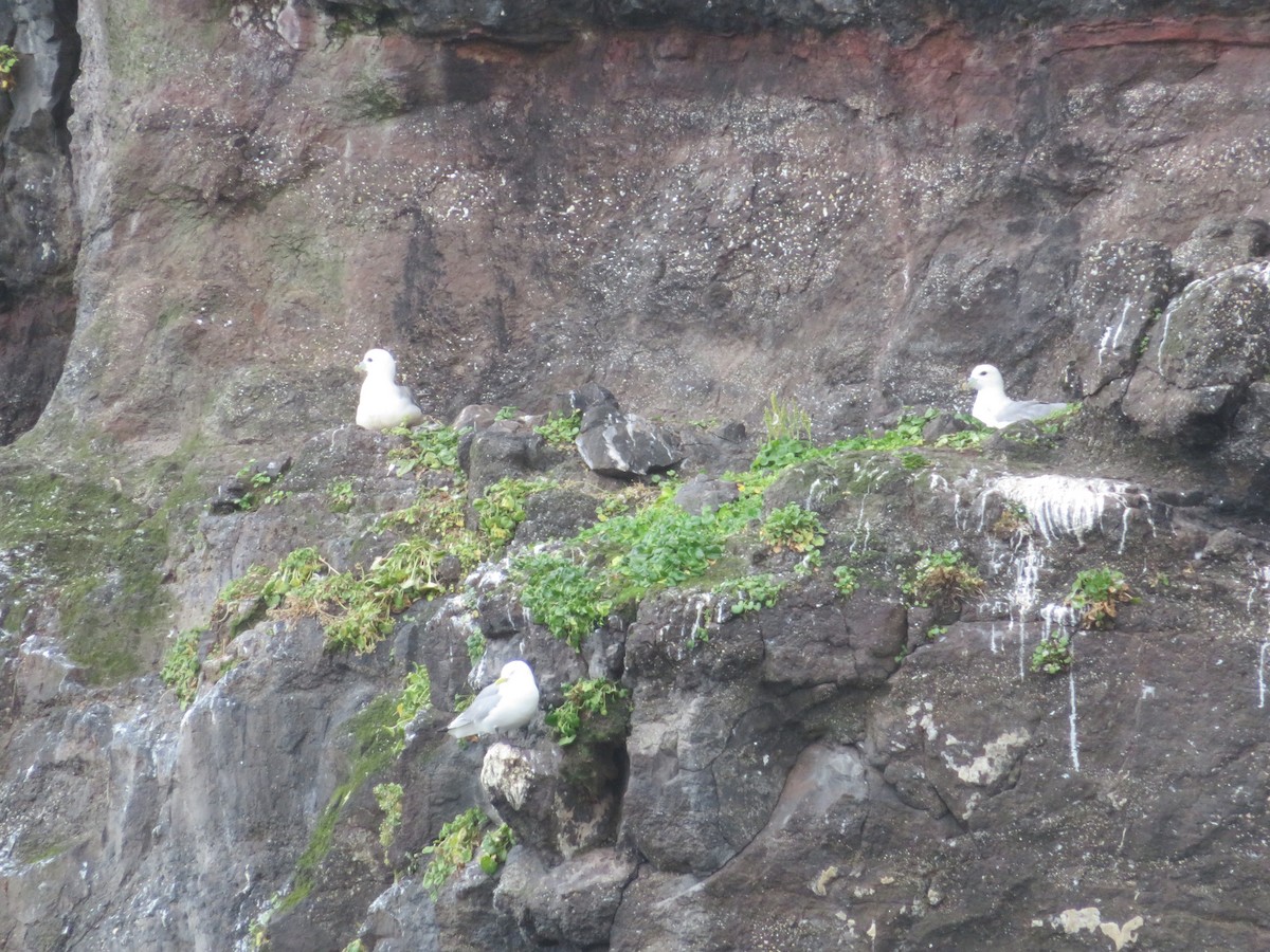 Black-legged Kittiwake - ML609987356