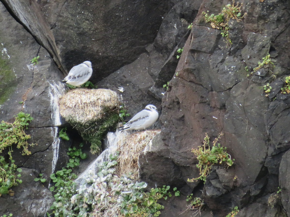 Black-legged Kittiwake - ML609987391