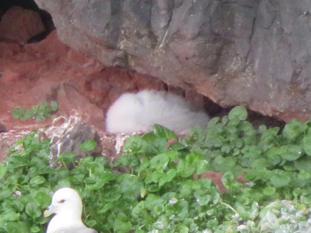 Northern Fulmar - ML609987408