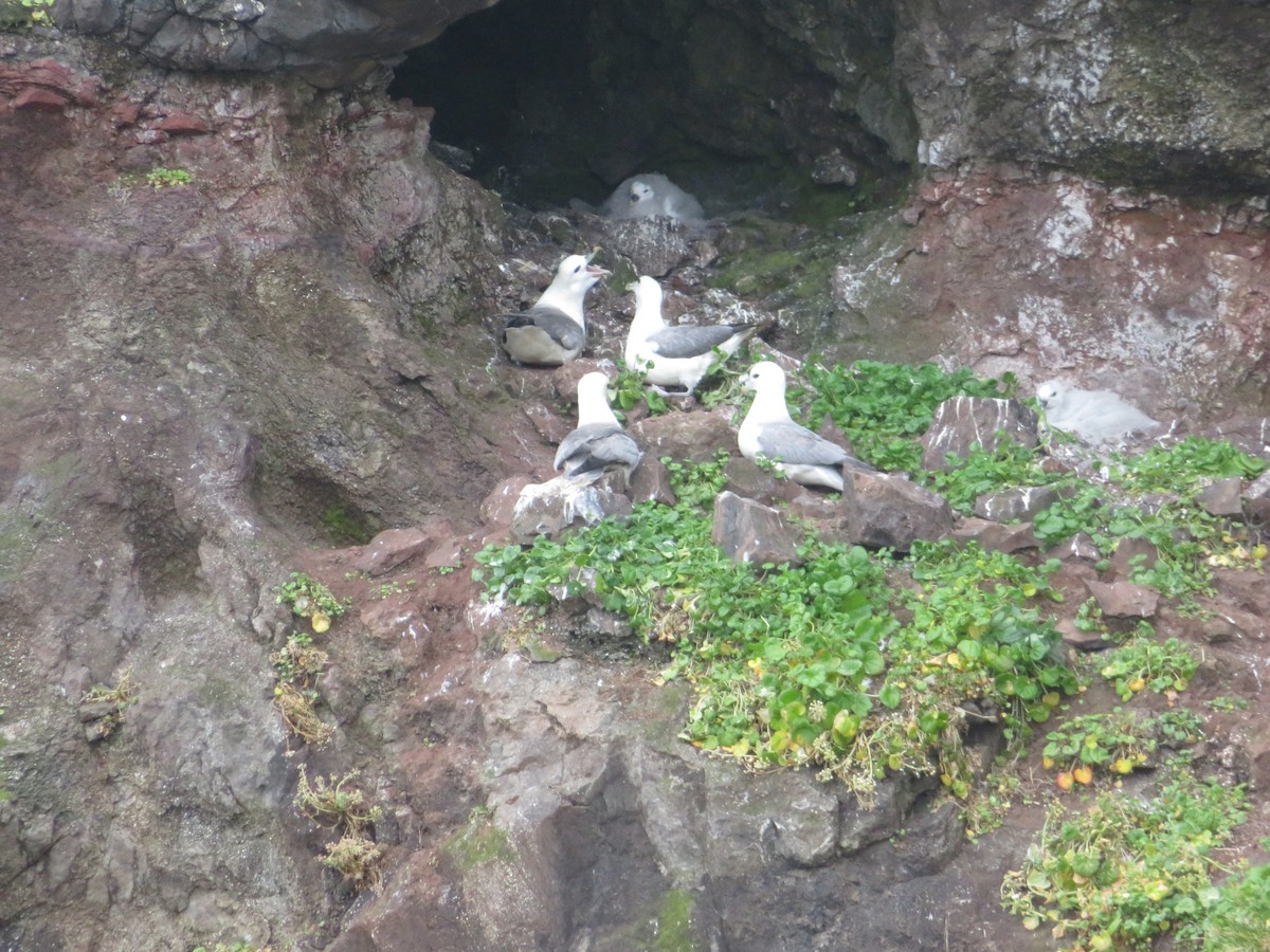 Northern Fulmar - ML609987437