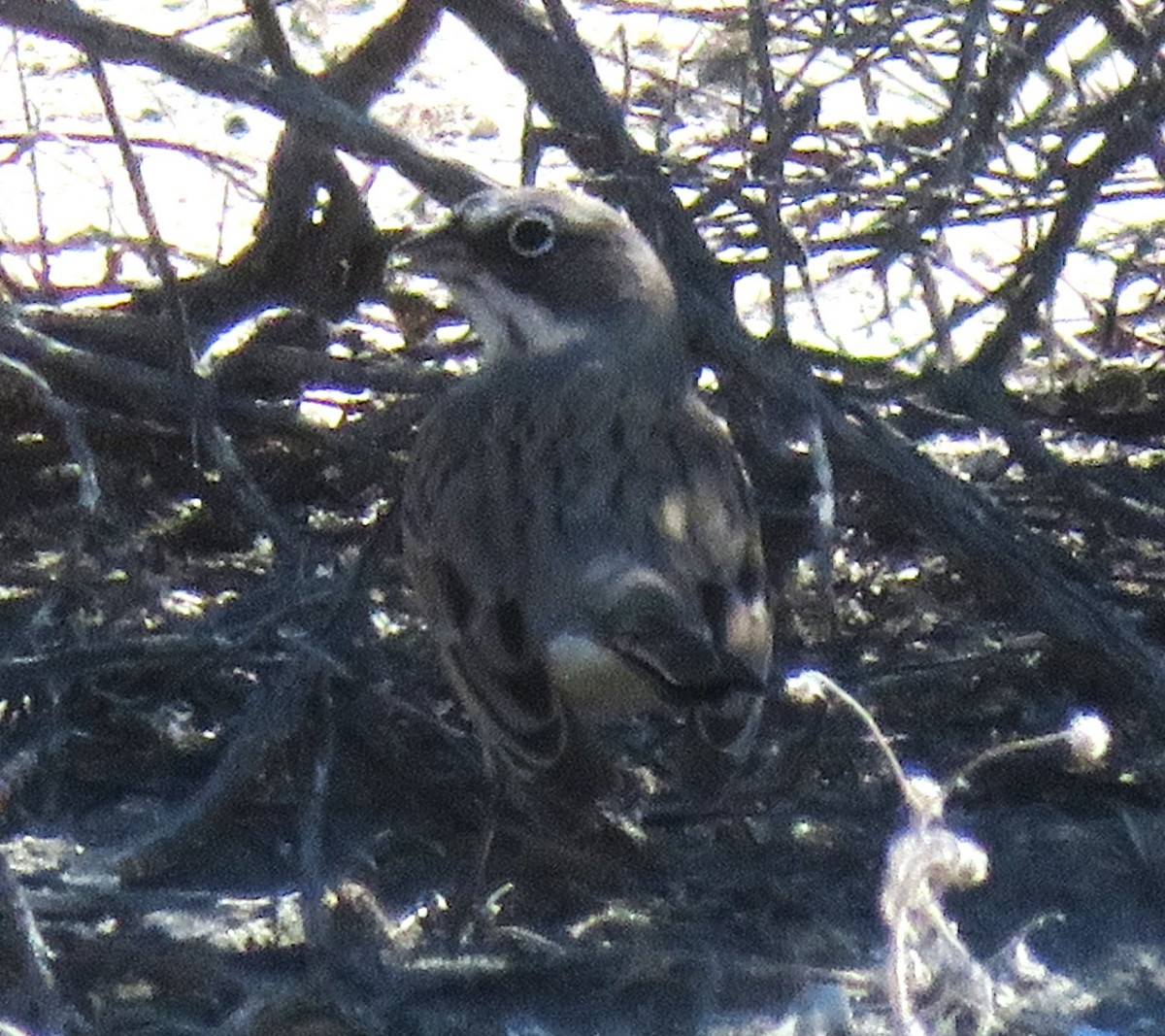 Sagebrush Sparrow - ML609987618